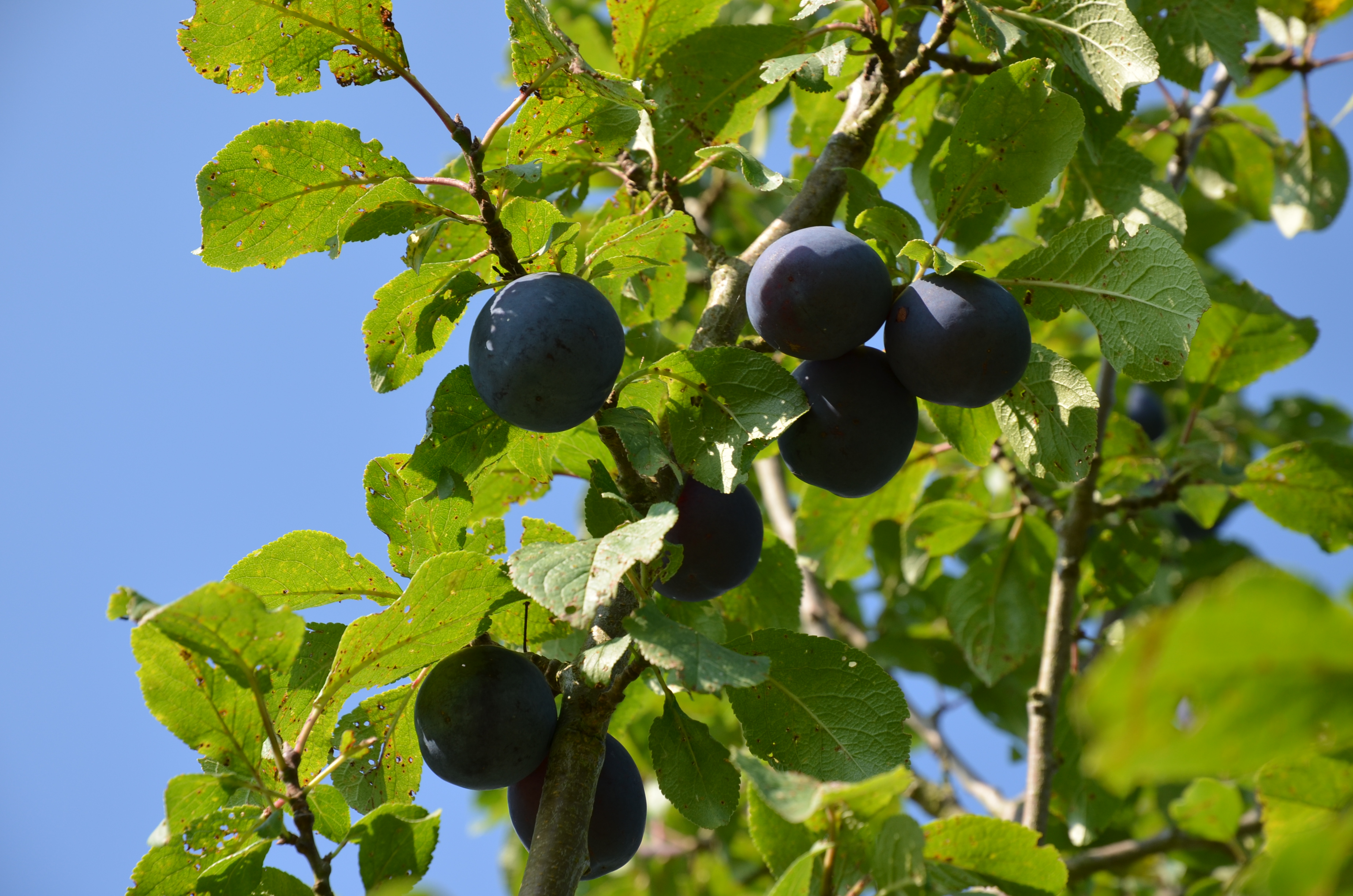Zwetschge & Pflaume